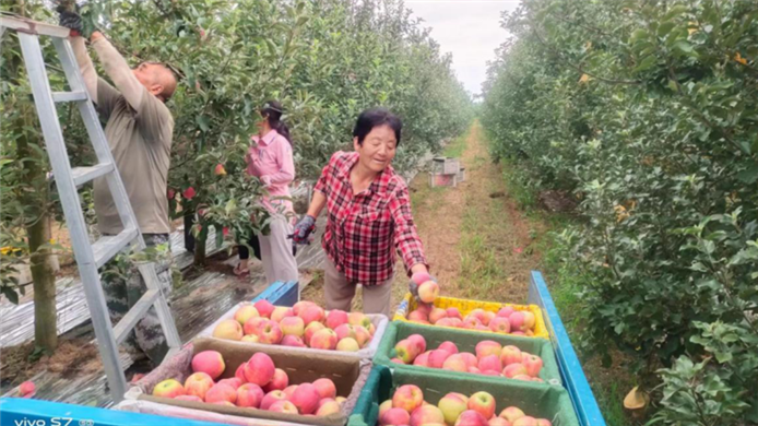 宝鸡早熟苹果价格迎来“开门红”  销路紧俏收益好